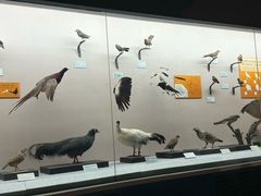 -青藏高原自然博物馆