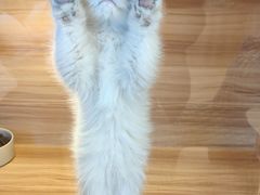 -猫十亿·布偶金渐层·曼基康矮脚猫舍(青年路店)