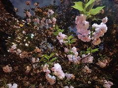 -仁恒西郊花园