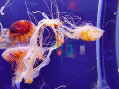 -成都浩海立方海洋公园