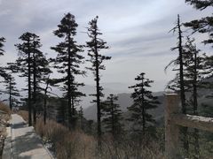 -朱雀国家森林公园