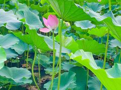 -莲花池公园