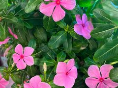 -双季花艺园艺市场(浦东店)