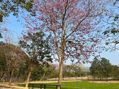 -天适樱花悠乐园