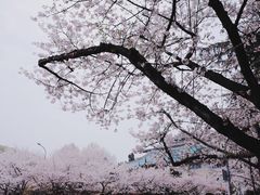 -武汉大学-樱园