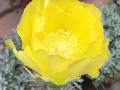 -顺丰轩园林酒家(天河店)