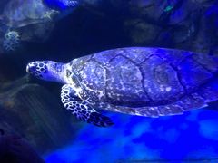 -太平洋海底世界