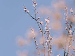 -宝鸡植物园