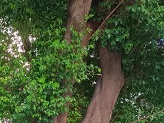 -包道广式点心专门店(振业店)