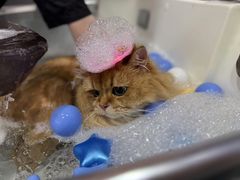 -车接车送·寄养洗护·德文猫舍(大宁店)