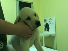 -瑞鹏宠物医院·爱宠堂·骨外专科(西荷分院)