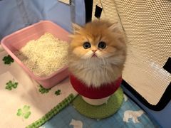 -momokira米努特·德文卷毛猫·棉花面纱犬