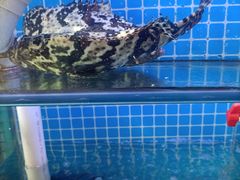 -大厨的餐厅(曾厝垵总店)