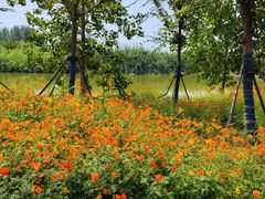 -泗洪洪泽湖湿地景区