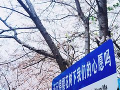 -高东镇樱花园