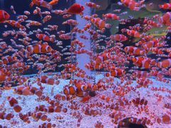 -海合安成都极地海洋公园