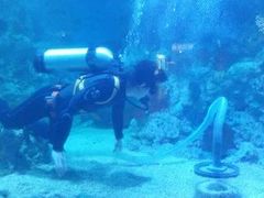 -烟台海昌鲸鲨海洋公园