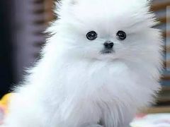 -爱侣宠医·鹦鹉专科·小型哺乳类·异宠专科(灵石路店)