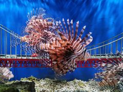 -太平洋海底世界