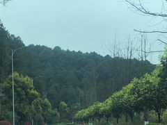 -铁山坪森林公园