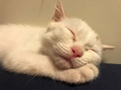 -宠爱国际动物医院·消化内科·心肾内科·ISFM猫友好(望京店)