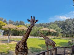 -北京野生动物园