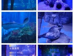 -上海海昌海洋公园