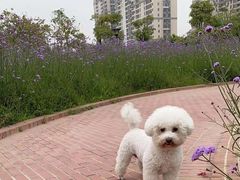 -福懋动物医院·犬猫全科·外科·重症科(杏林分院)