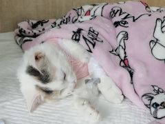 -北京观赏动物医院·24小时大型综合·猫专科·异宠专科