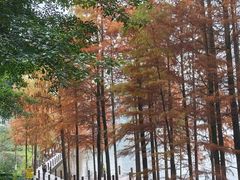 -重庆彩云湖湿地公园