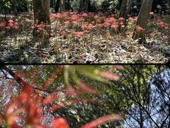 -杭州植物园