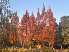 -白鹭湾湿地公园