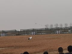 -盐城丹顶鹤湿地生态旅游区