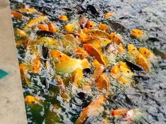 -水都餐厅
