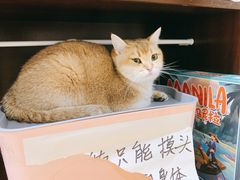 -逗柴咖啡屋·狗咖猫咖宠物桌游