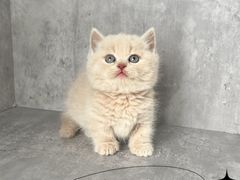 -小猫来了·猫舍(红山六九七九店)