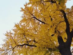 -泰山风景名胜区-普照寺