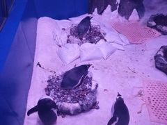 -暹罗海洋世界