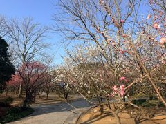 -香雪海