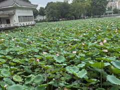 -荔湾湖公园