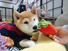 -逗柴咖啡屋·狗咖猫咖宠物桌游
