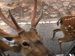 -清迈夜间动物园