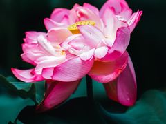 -陈家山荷花公园