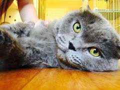 -芭比堂动物医院·犬猫全科·异宠专科(雁塔分院)