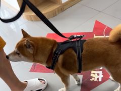 -瑞派宠物医院·24h·骨外科·皮肤科·全科宠物医疗转诊中心(沈阳浑南院)