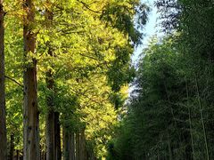 -黄海国家森林公园