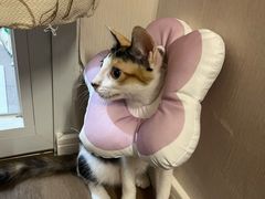 -御宝贝·A梦猫科宠物医院(国际猫友好医院)