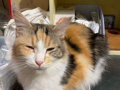 -猫色咖啡·猫咖