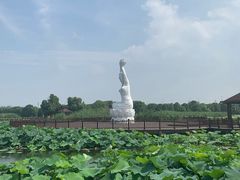 -荷塘月色湿地公园·向阳花洲