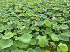 -梁鸿国家湿地公园